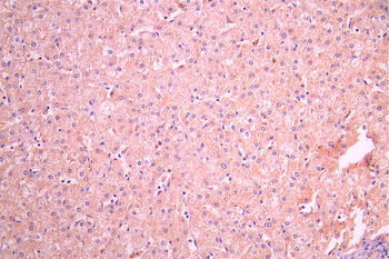 YWHAQ Antibody