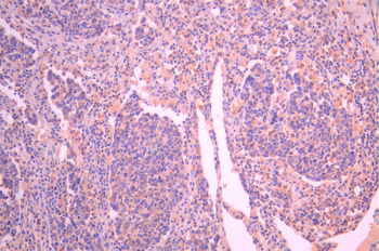 YWHAQ Antibody