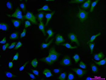 YWHAQ Antibody