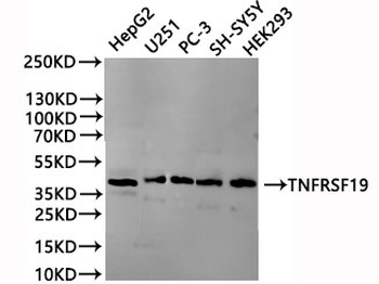 TNFRSF19 Antibody