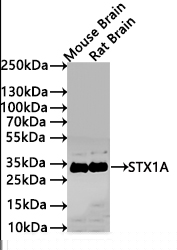 STX1A Antibody