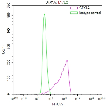 STX1A Antibody