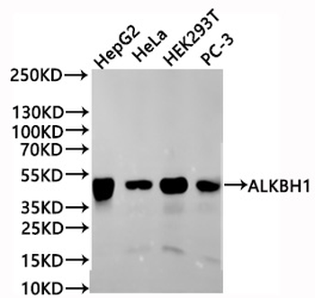 ALKBH1 Antibody
