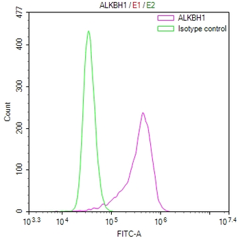 ALKBH1 Antibody