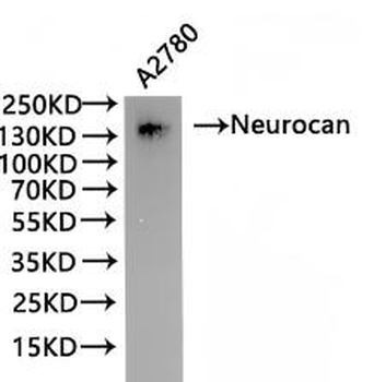 NCAN Antibody
