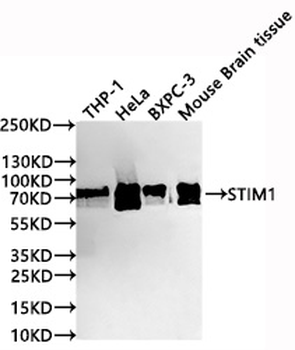STIM1 Antibody