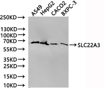 SLC22A3 Antibody