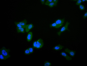 HDAC10 Antibody