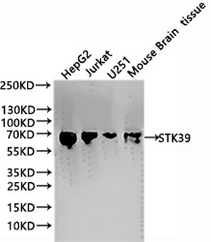 STK39 Antibody