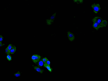 ARHGAP5 Antibody