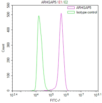 ARHGAP5 Antibody