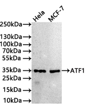 ATF1 Antibody