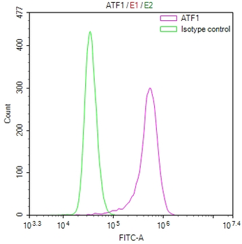 ATF1 Antibody