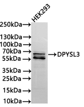 DPYSL3 Antibody