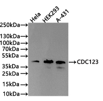 CDC123 Antibody