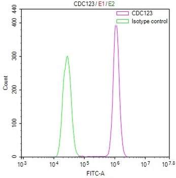 CDC123 Antibody