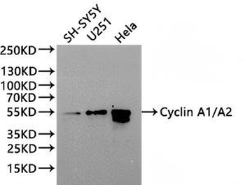 CCNA1/CCNA2 Antibody