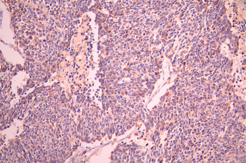 CCNA1/CCNA2 Antibody