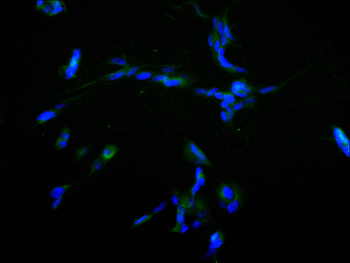 CCNA1/CCNA2 Antibody