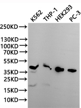 PIM2 Antibody