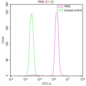 PIM2 Antibody