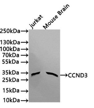 CCND3 Antibody