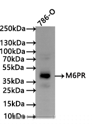 M6PR Antibody