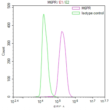 M6PR Antibody