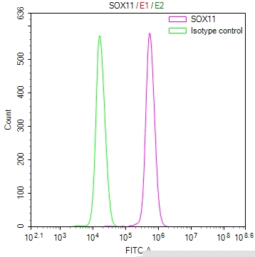 SOX11 Antibody