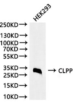 CLPP Antibody