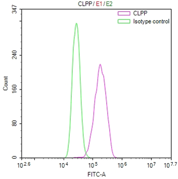 CLPP Antibody