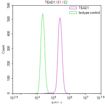 TEAD1 Antibody