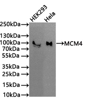 MCM4 Antibody