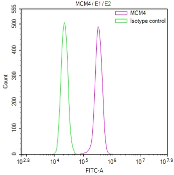 MCM4 Antibody