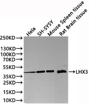 LHX3 Antibody