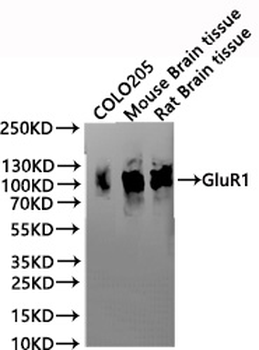 GRIA1 Antibody