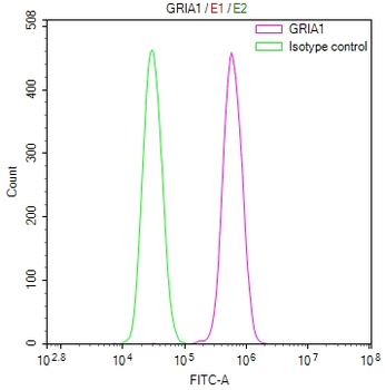GRIA1 Antibody