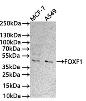 FOXF1 Antibody