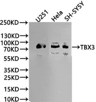 TBX3 Antibody