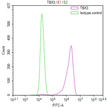 TBX3 Antibody