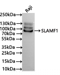 SLAMF1 Antibody