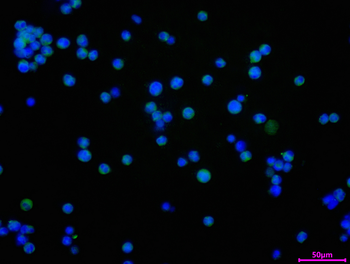 SLAMF1 Antibody
