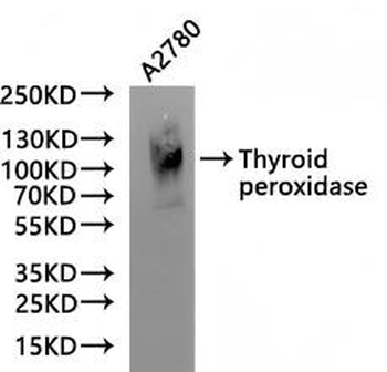 TPO Antibody