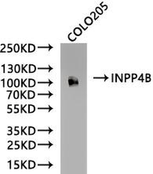 INPP4B Antibody
