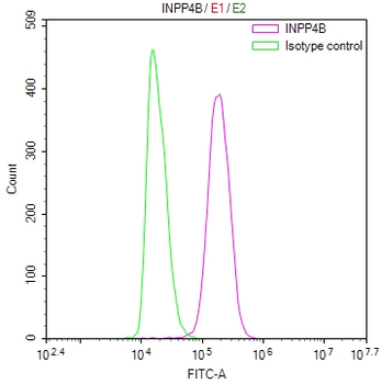INPP4B Antibody