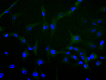 MAGEA1 Antibody