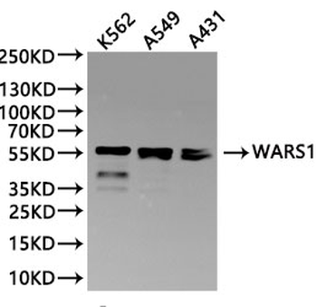 WARS Antibody