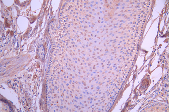 EN1 Antibody
