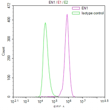 EN1 Antibody