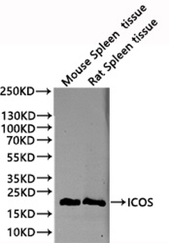 ICOS Antibody